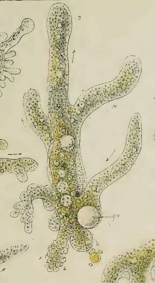 Chasing Games | Amoeba Tag