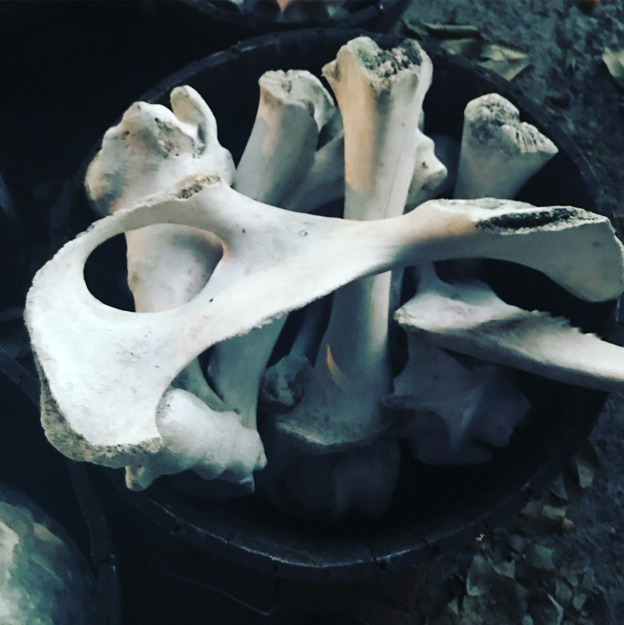 Cow Bones Playvolution HQ