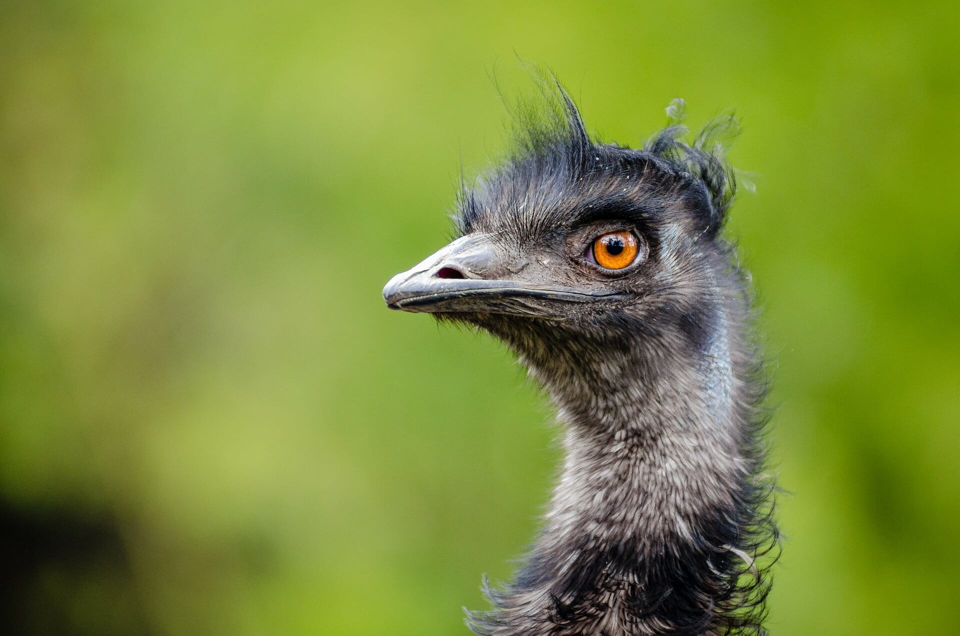 Folk Tales | Dinewan the emu, and Goomblegubbon the bustard