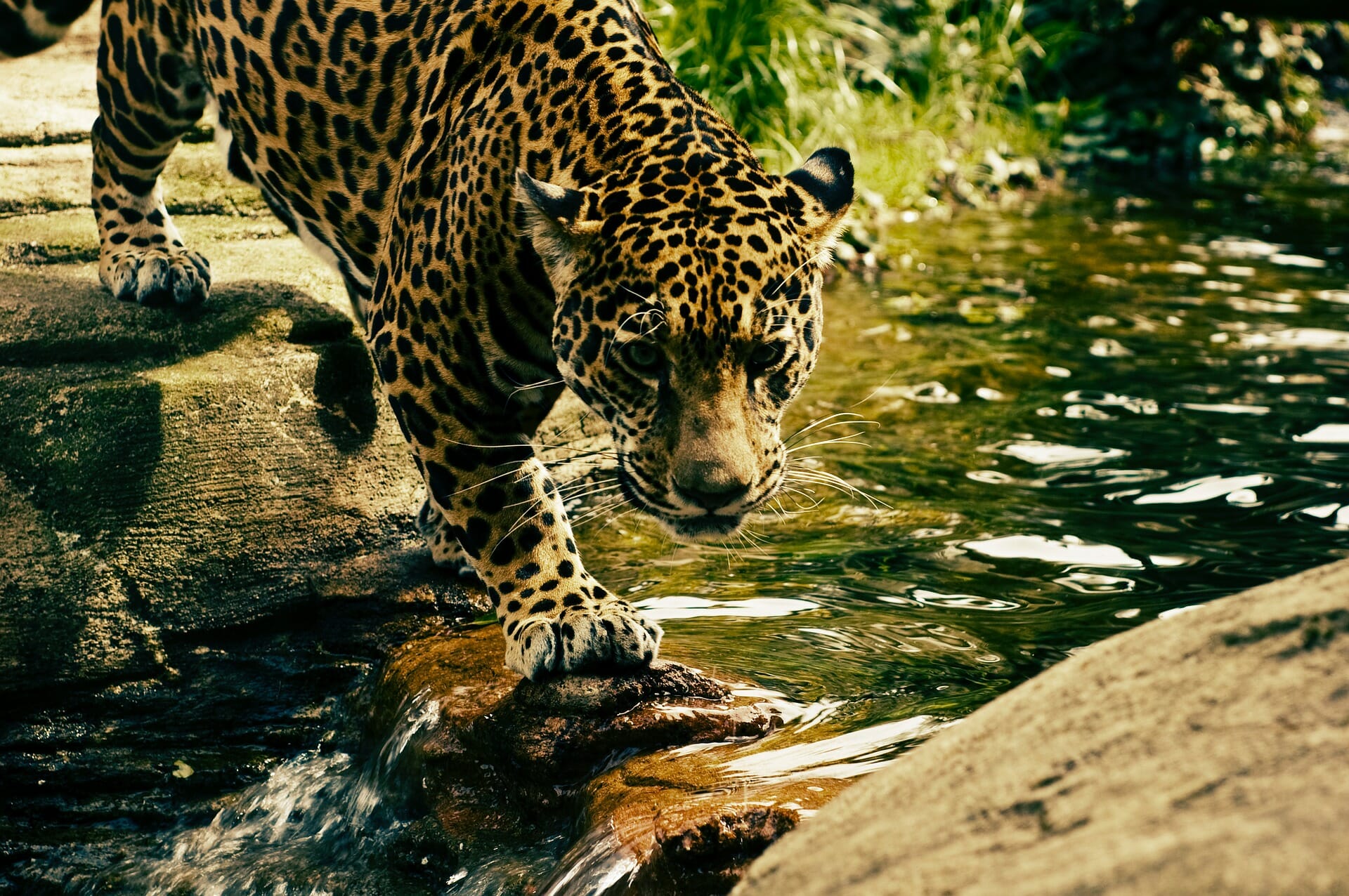 Folk Tales | How a Hunter obtained Money from his Friends the Leopard, Goat, Bush Cat, and Cock, and how he got out of repaying them