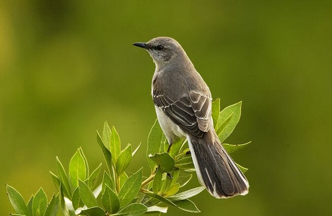 Folk Tales | Weedah the mocking bird