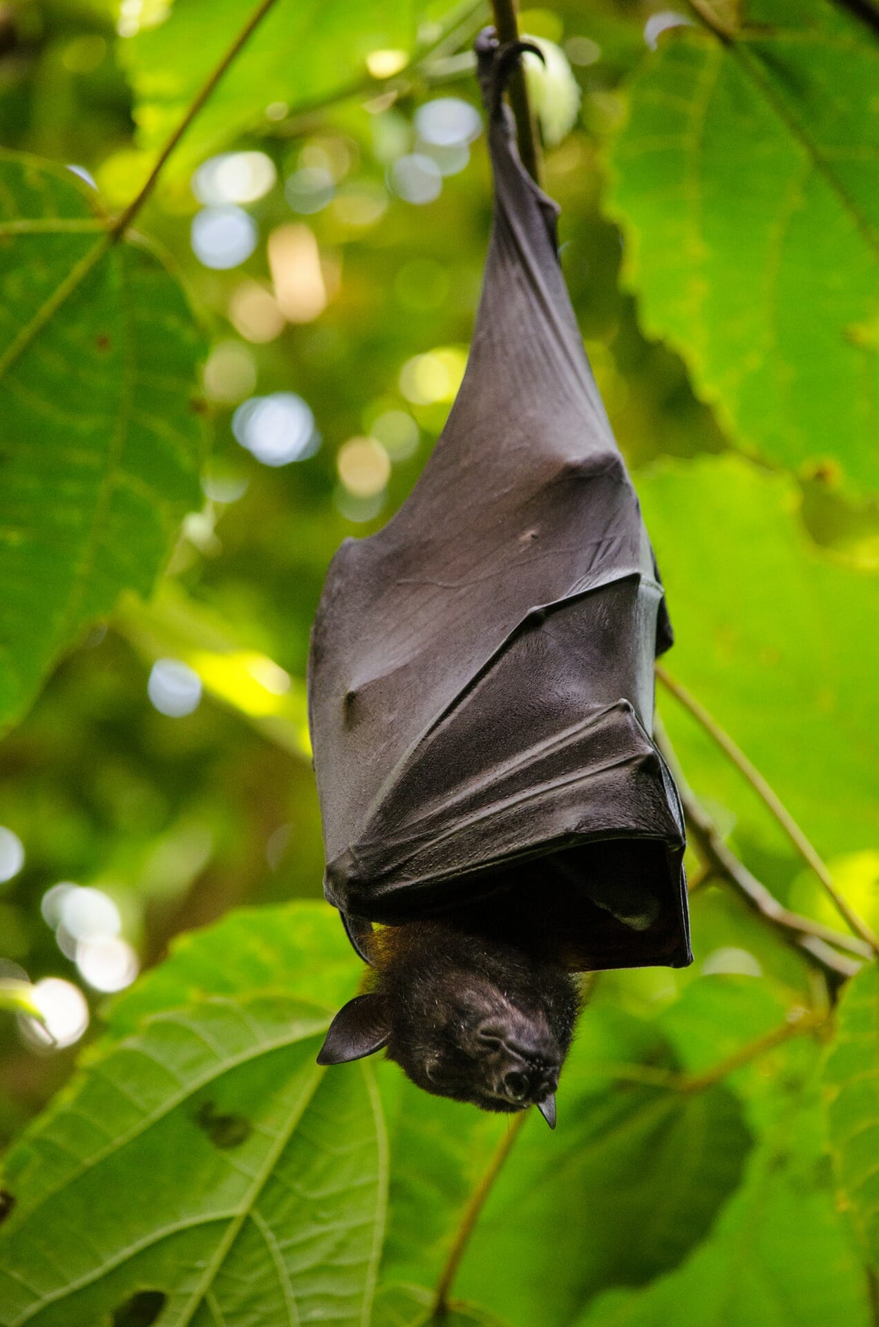 Folk Tales | Why the Bat flies by Night