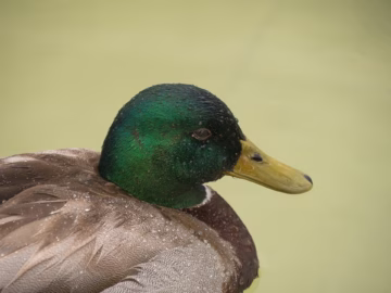 When It Comes To The Little Stuff, Be A Duck