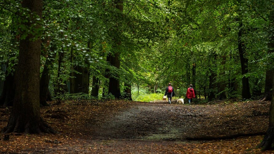 Why our kids need forests for true learning