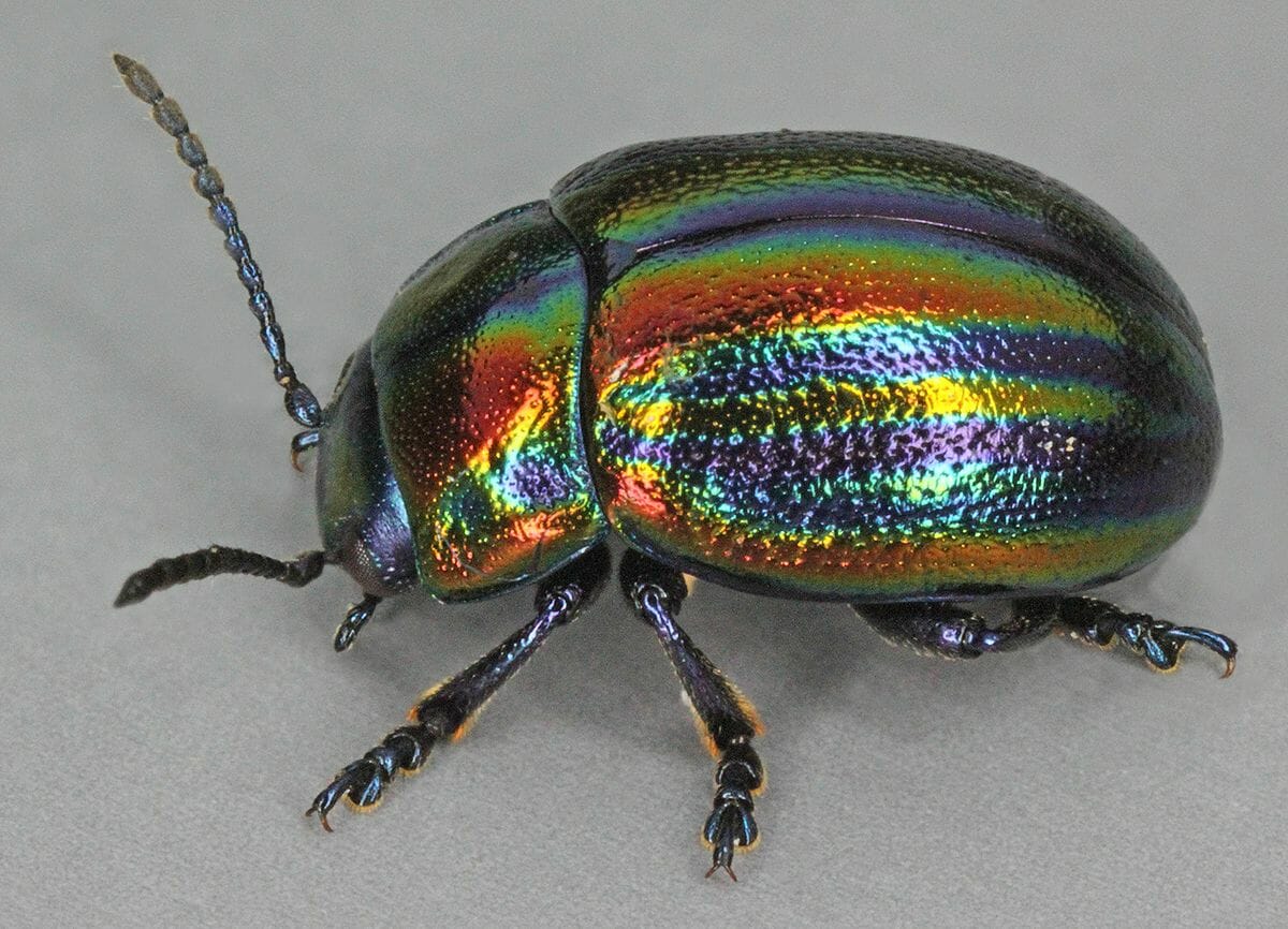 Folk Tale | How the Brazilian Beetles Got Their Gorgeous Coats