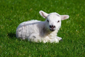 Nursery Rhymes | A motherless soft lambkin