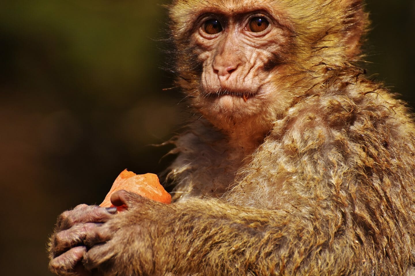 Folk Tale | How the Monkey Got Food When He Was Hungry
