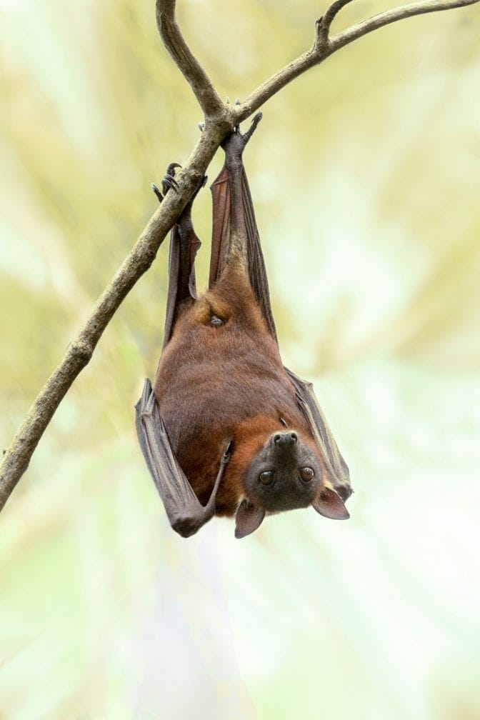 Nursery Rhymes | Bat, bat, come under my hat
