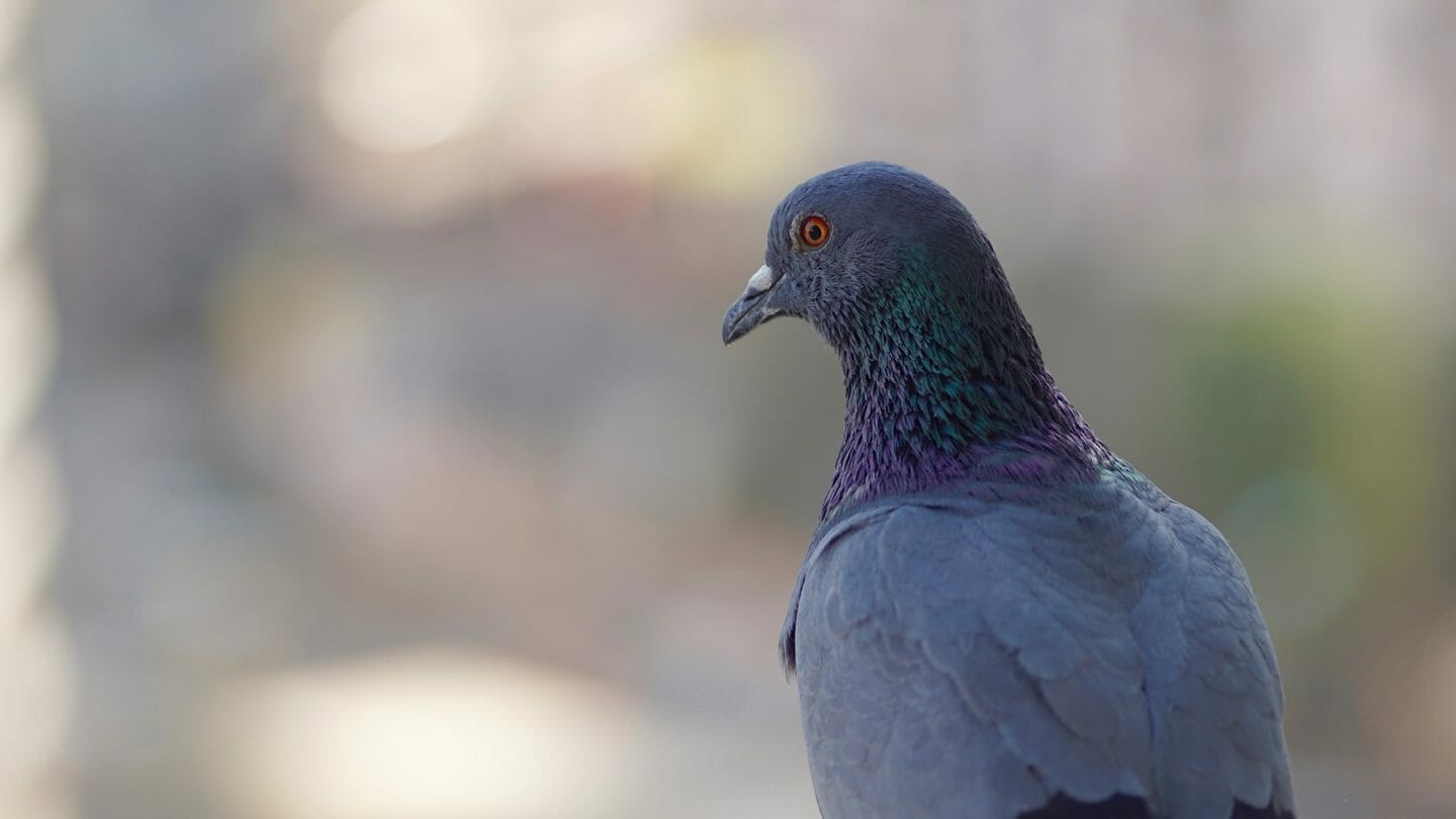 Folk Tale | How the Pigeon Became a Tame Bird