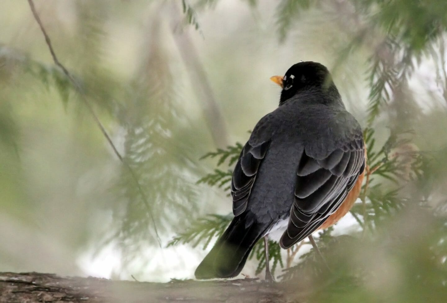 Nursery Rhymes | The North wind doth blow