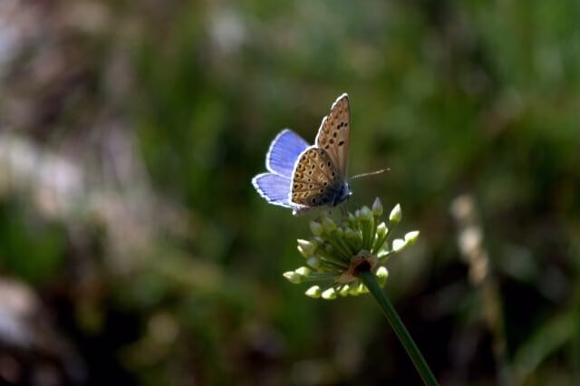 Wonder Curiosity and Core Experiences