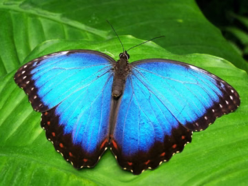 Nursery Rhymes | Butterfly, butterfly