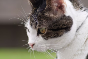 Nursery Rhymes | Pussy has a whiskered face