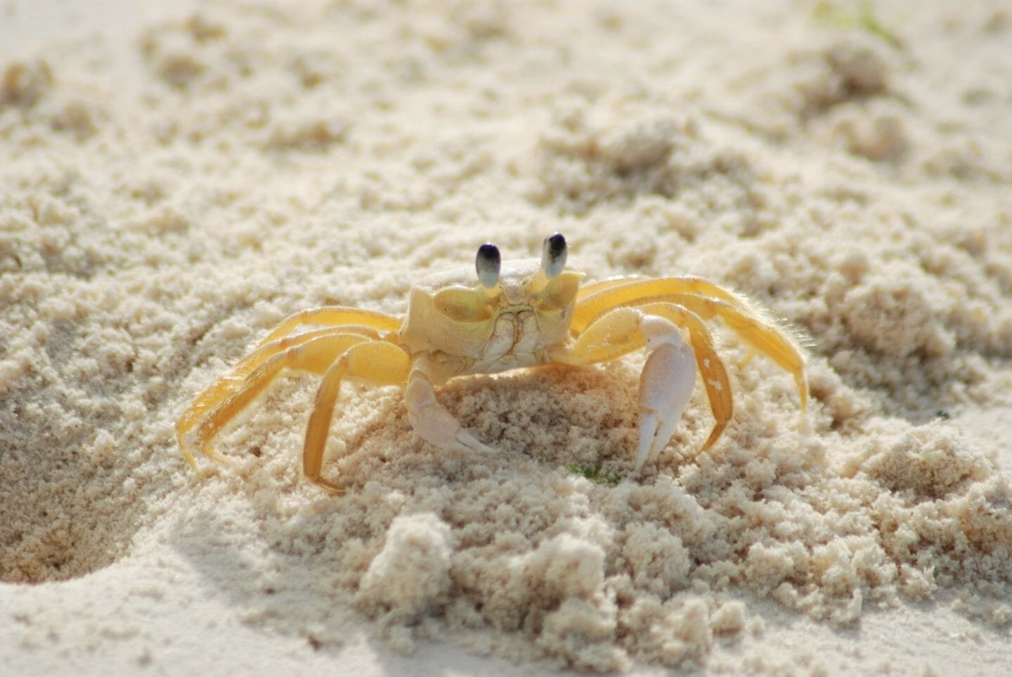 Fairy Tales | The quarrel of the monkey and the crab