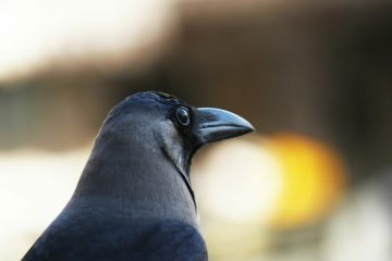 Folk Tales | A Crow and His Three Friends