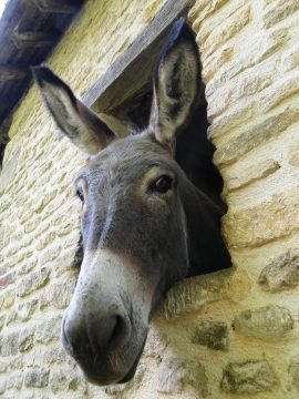 Nursery Rhymes | What does the donkey bray about?
