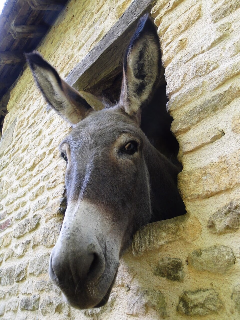 Nursery Rhymes | What does the donkey bray about?