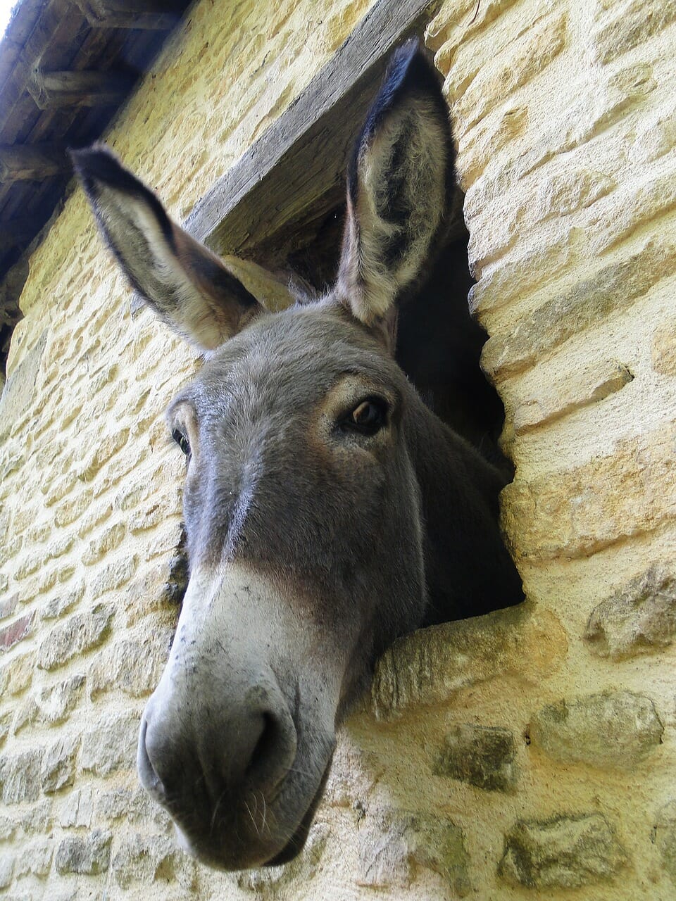 Nursery Rhymes | What does the donkey bray about?