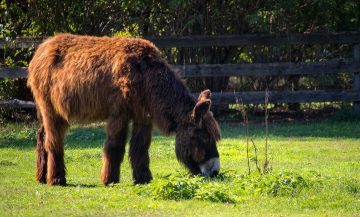 Nursery Rhymes | If I had a donkey