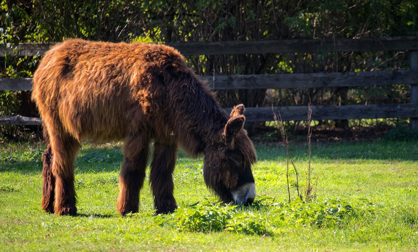 Nursery Rhymes | If I had a donkey