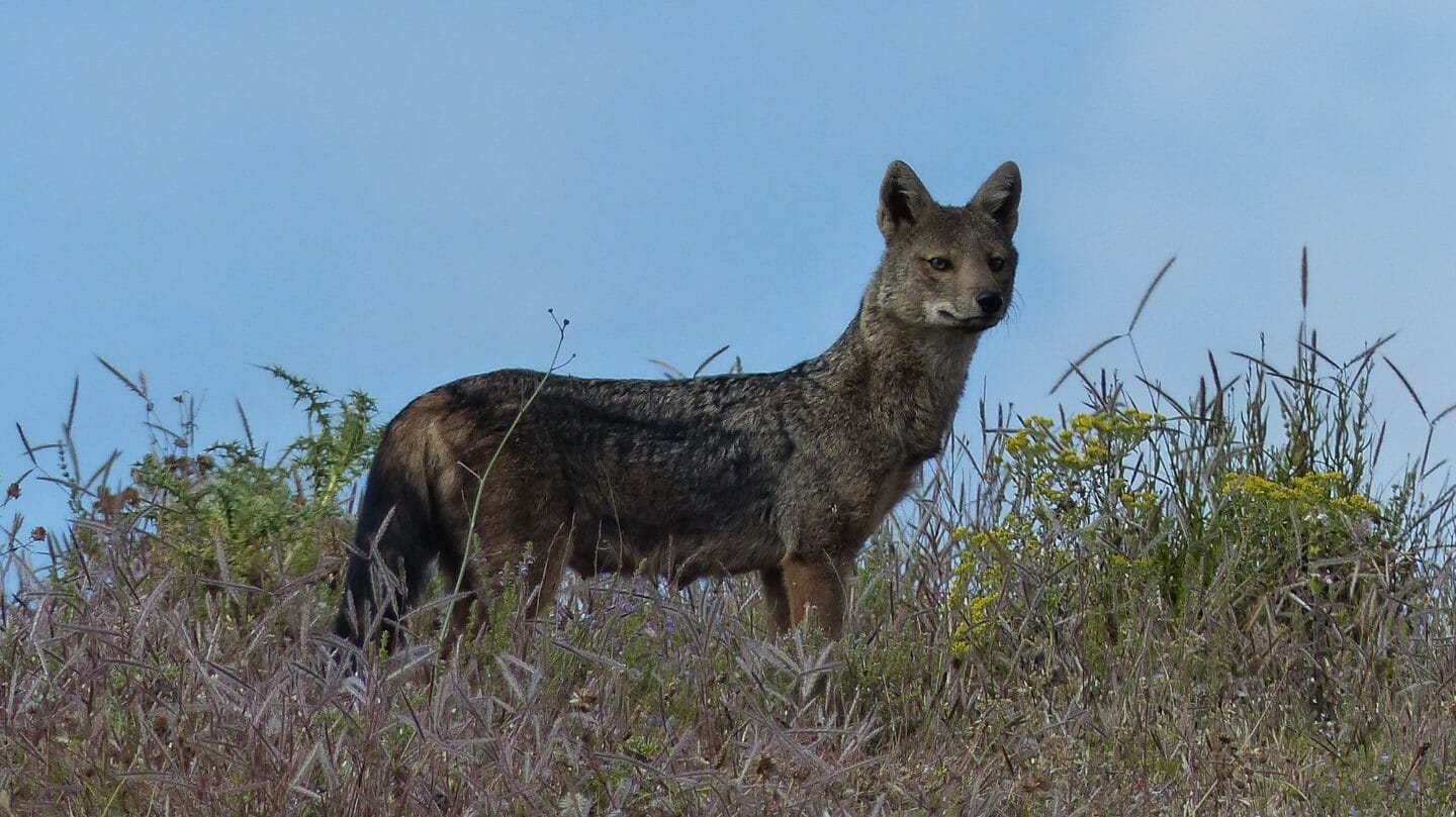 Fairy Tales | The Wise Jackal