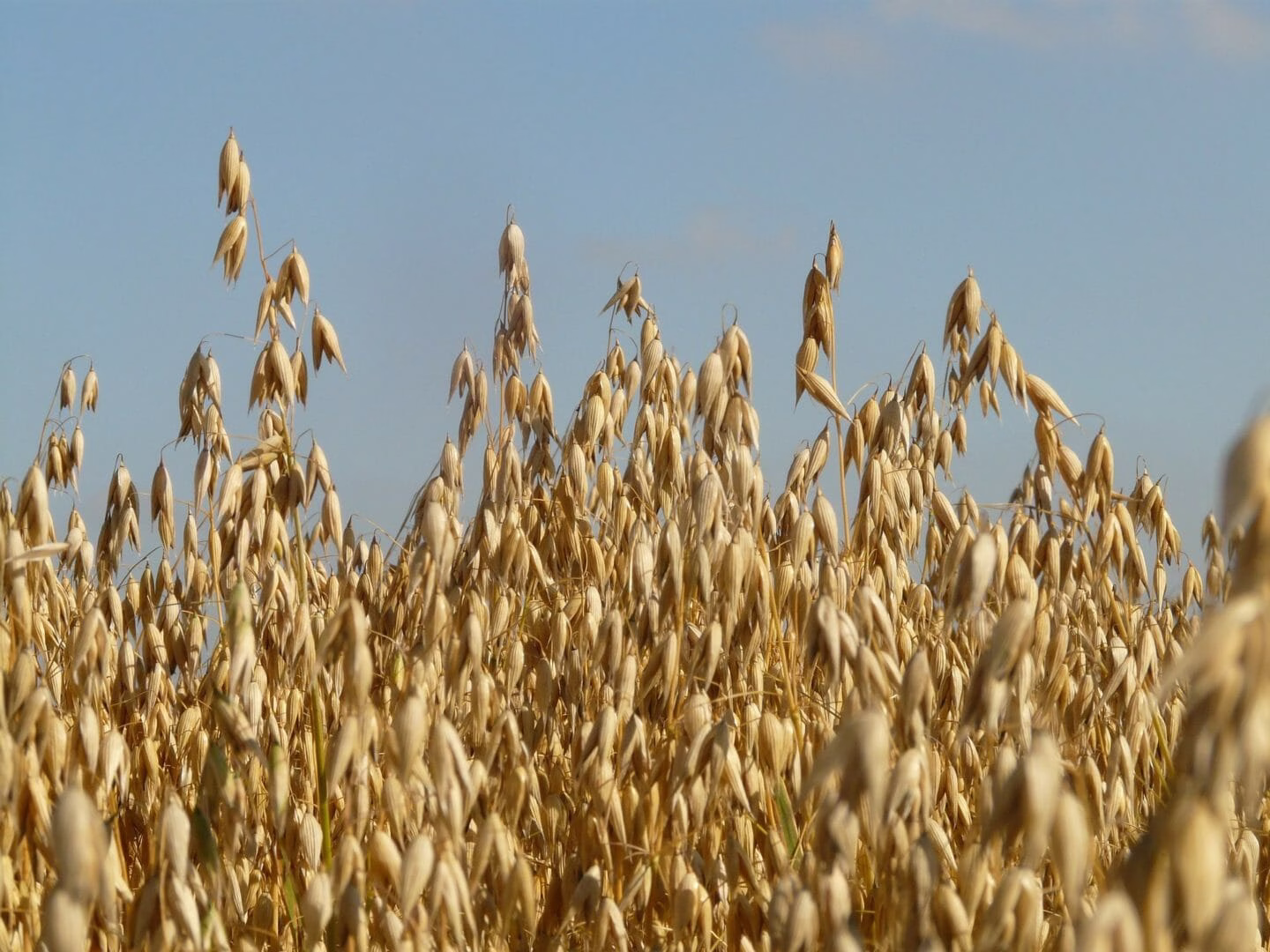 Nursery Rhymes | Oats, peas, beans and barley grow
