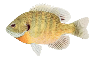 Fairy Tales | The Fish Prince