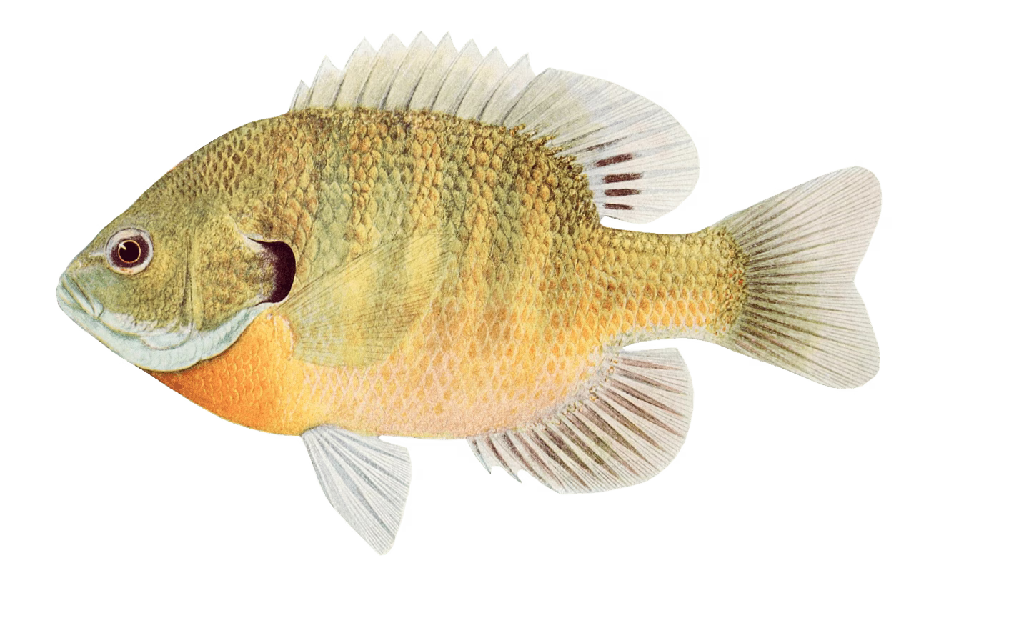 Fairy Tales | The Fish Prince