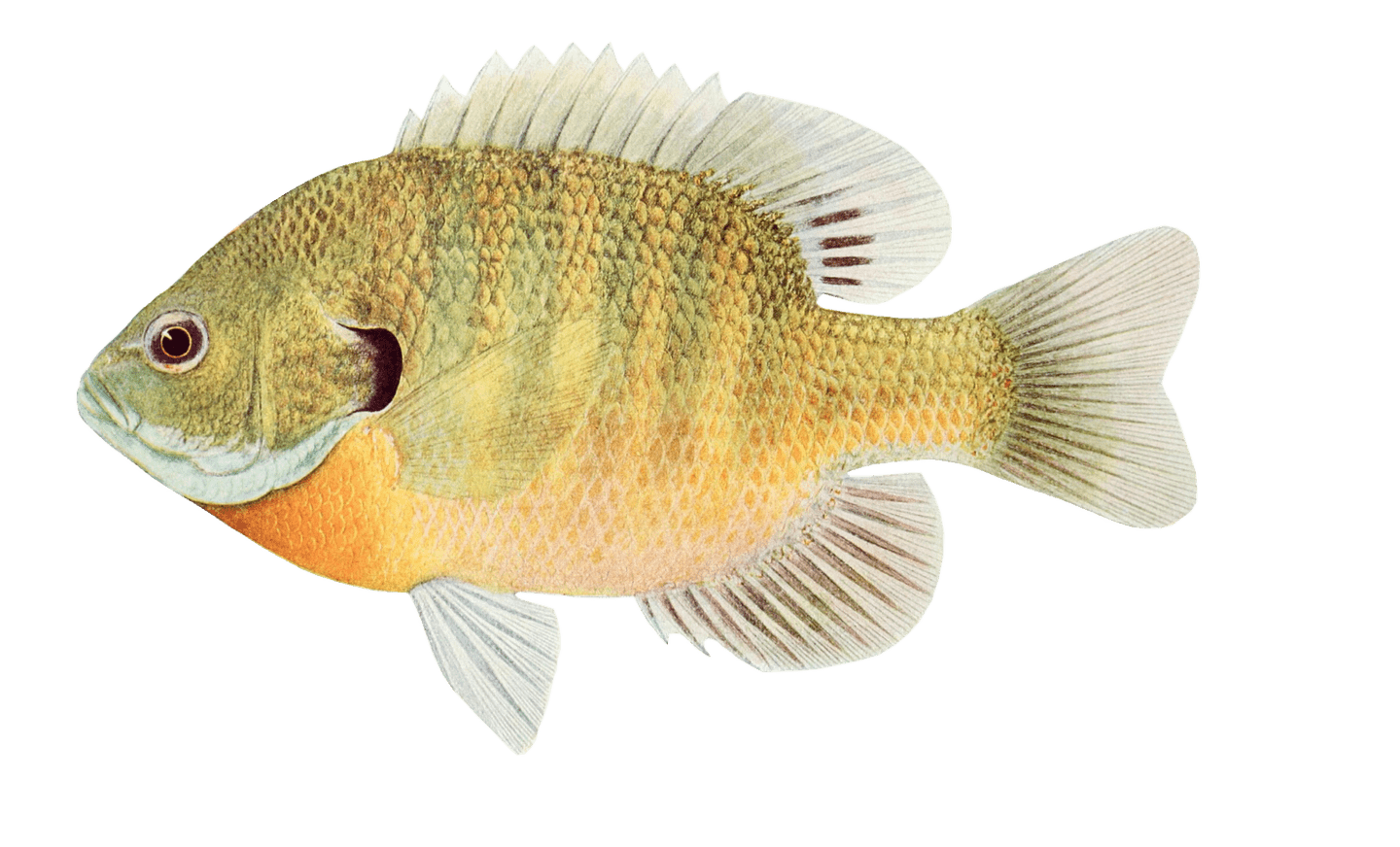 Fairy Tales | The Fish Prince