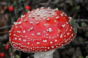 Nursery Rhymes | A toadstool comes up in a night