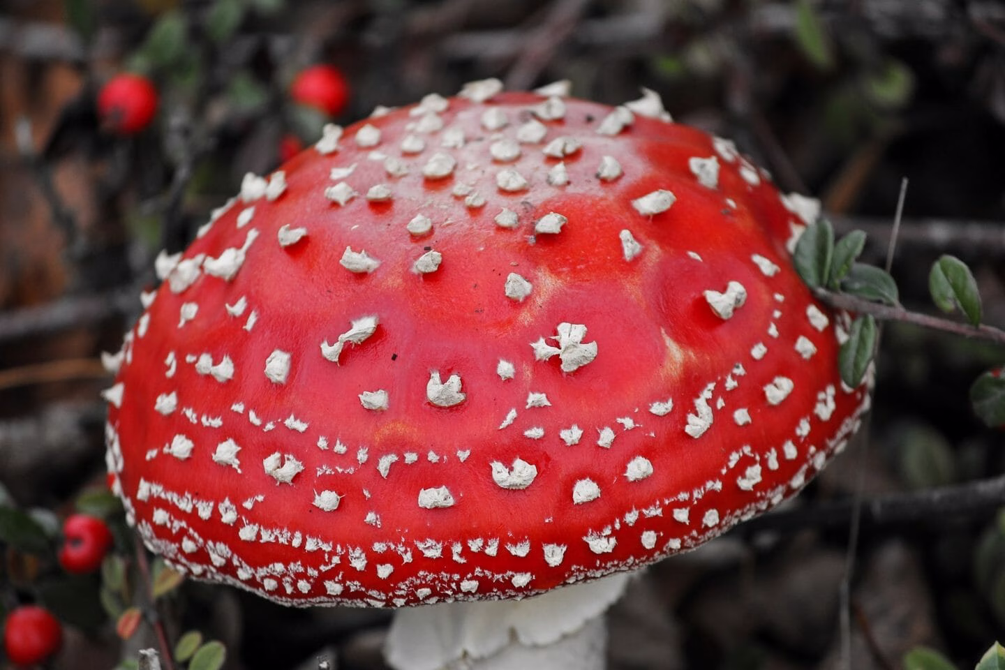 Nursery Rhymes | A toadstool comes up in a night
