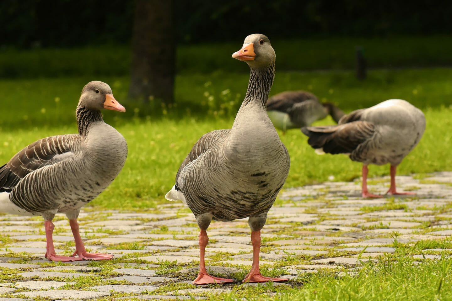 Nursery Rhymes | Three grey geese