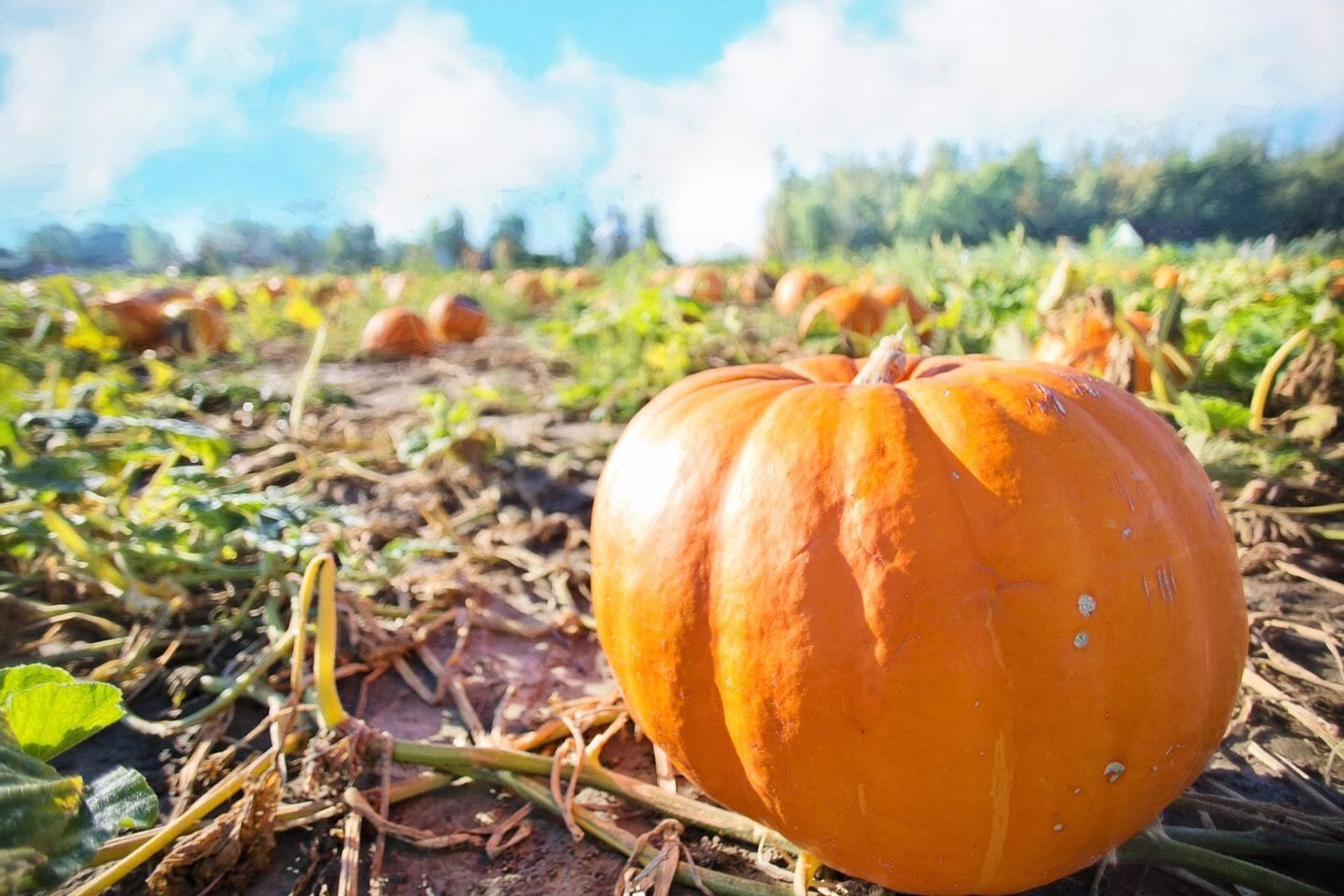 Nursery Rhymes | Peter, Peter, pumpkin eater