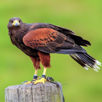 Nursery Rhymes | Your brother has a falcon