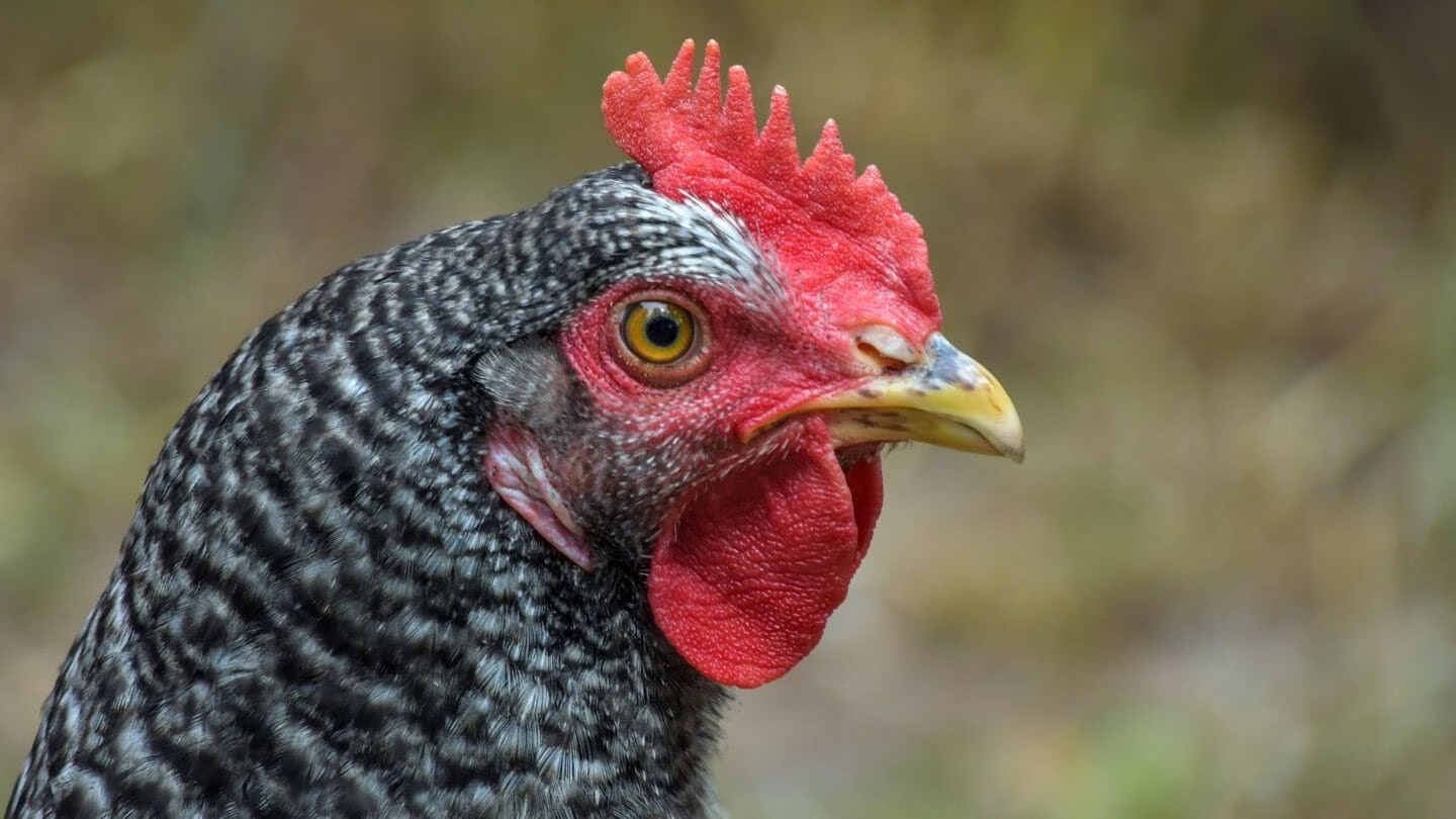 Folk Tale | How the Speckled Hen Got Her Speckles
