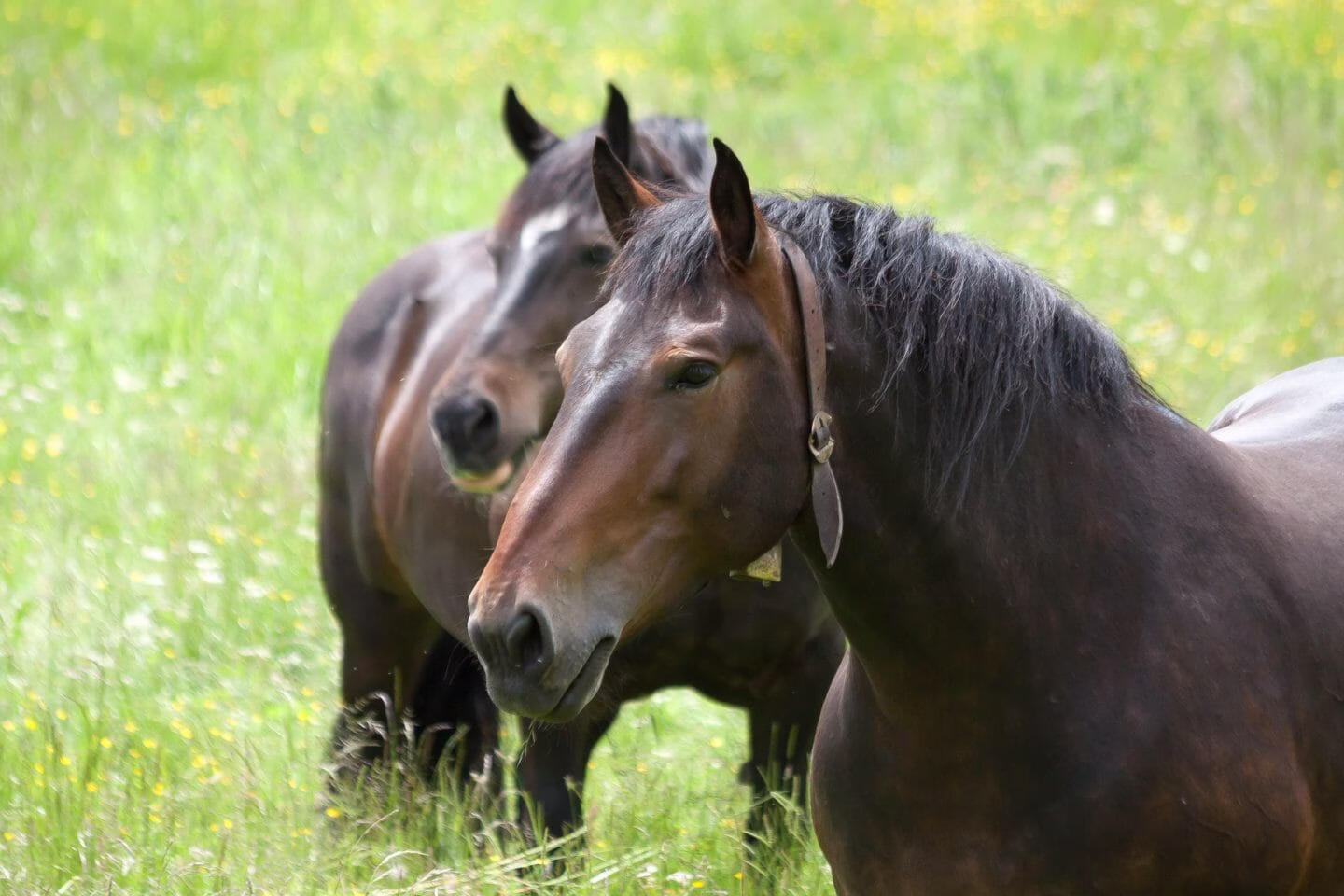 Nursery Rhymes | Bell Horses