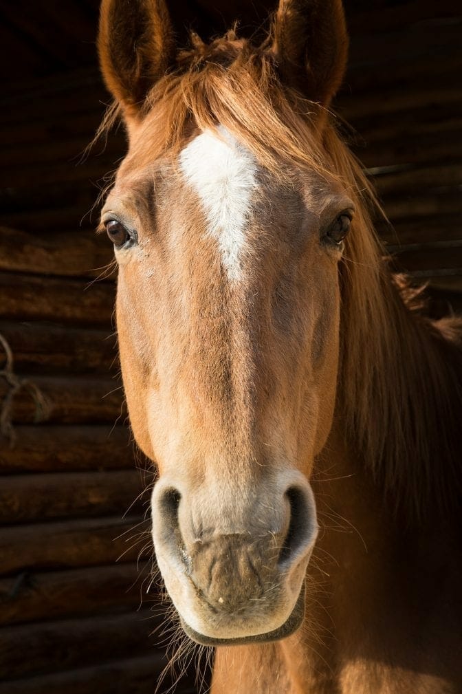 Nursery Rhymes | Mares eat oats