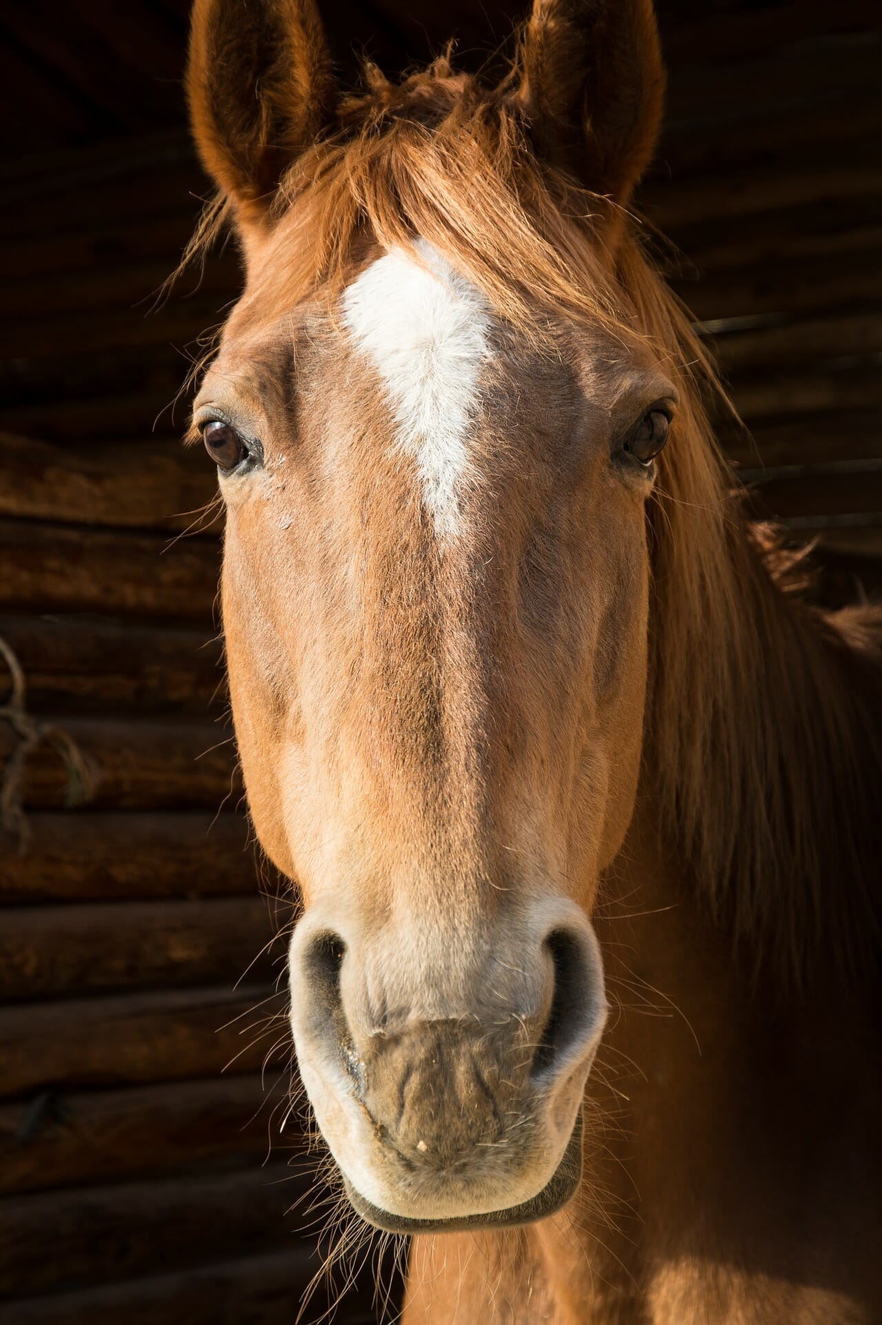 nursery-rhymes-mares-eat-oats-playvolution-hq