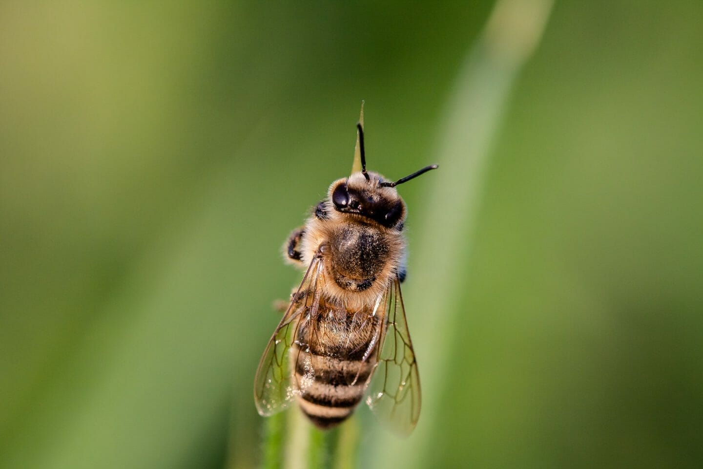 Folk Tale | Bunnyyarl the flies and Wurrunnunnah the bees