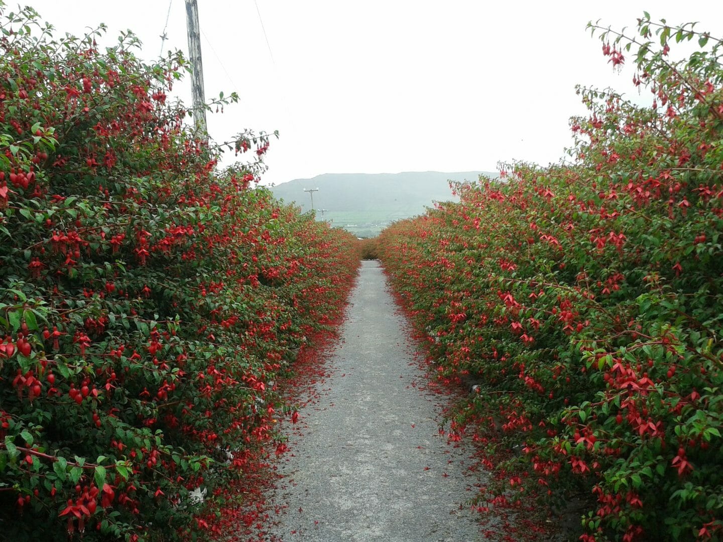 Fairy Tales | The field of Bolianus