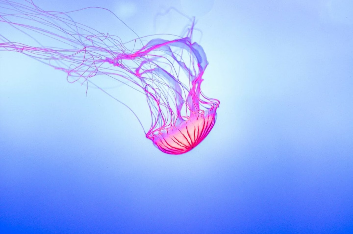 Fairy Tales | The jelly fish and the monkey