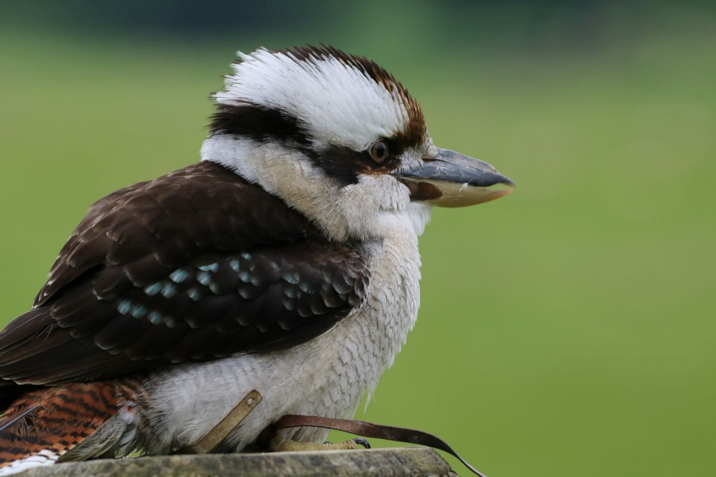 Nursery Rhymes | Kookaburra