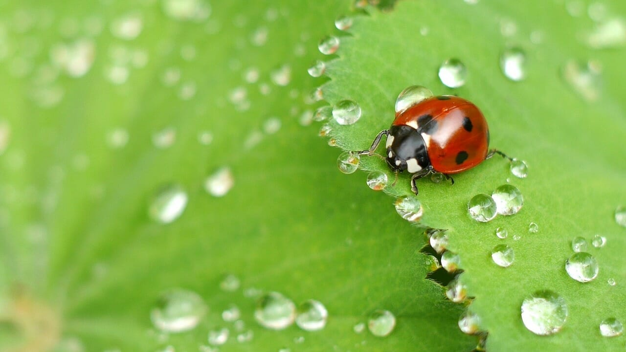 Nursery Rhymes | Ladybug! Ladybug!