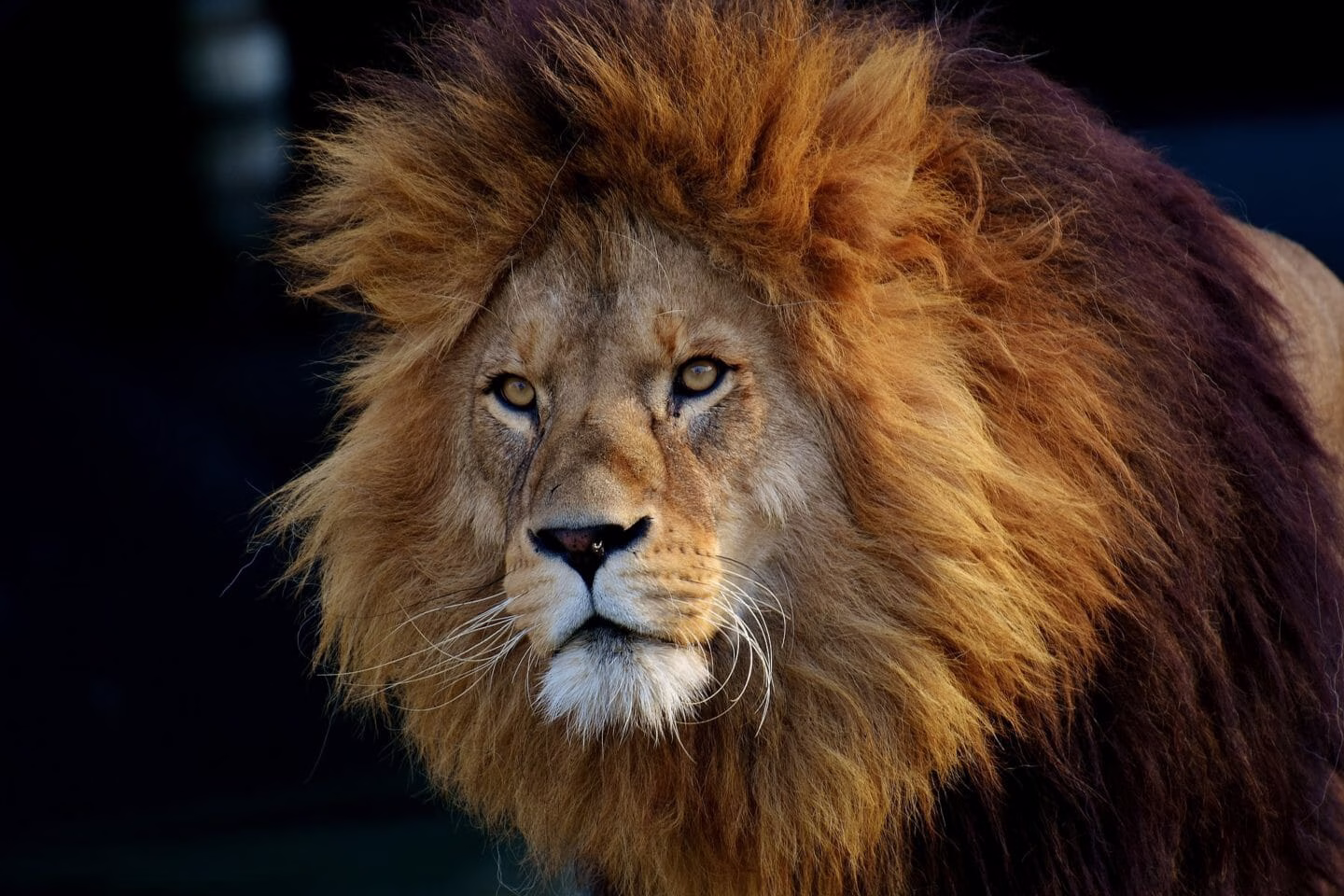 Folk Tales | The Hare and the Lion