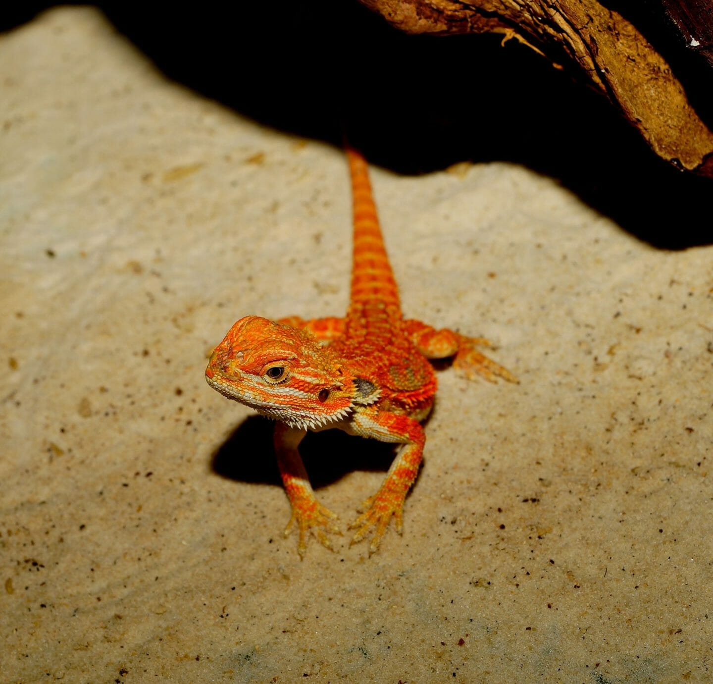 Folk Tales | Goonur, the woman-doctor