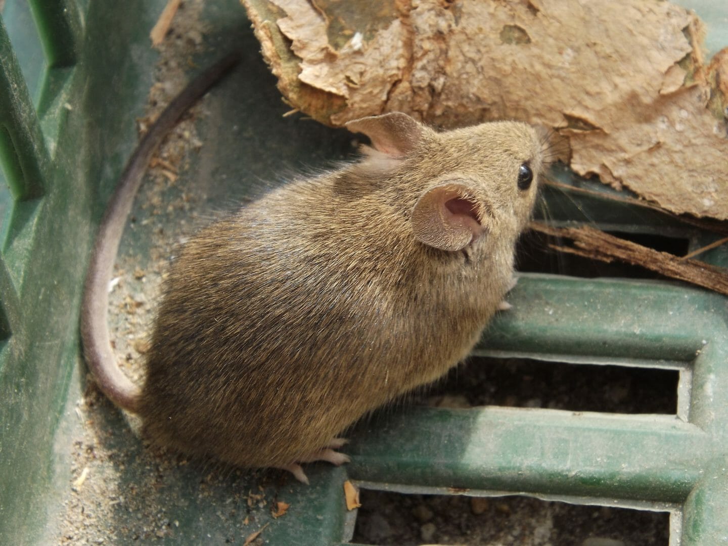 Nursery Rhymes | The city mouse lives in a house