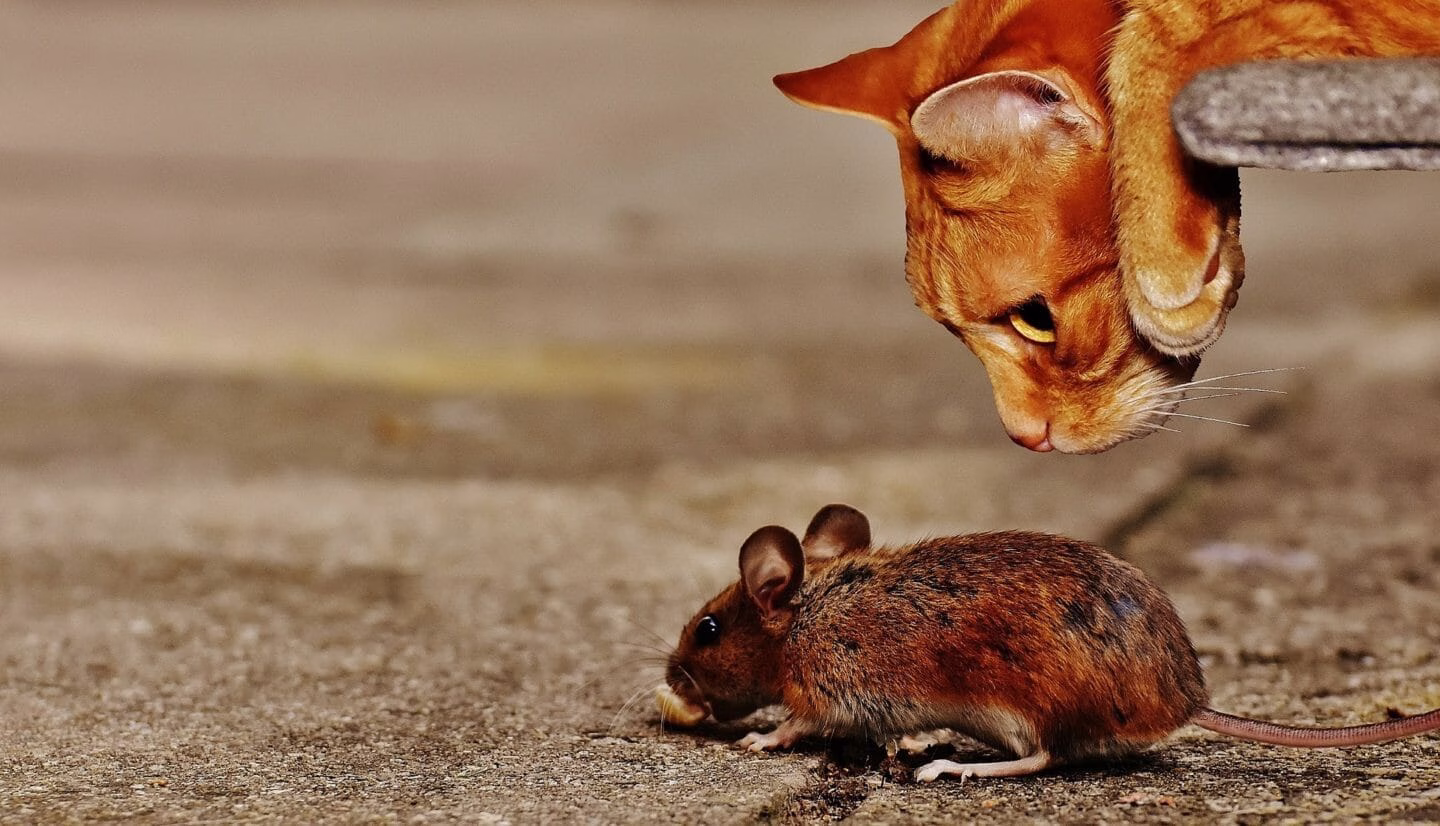 Folk Tales | The Story of a Cat, a Mouse, a Lizard and an Owl