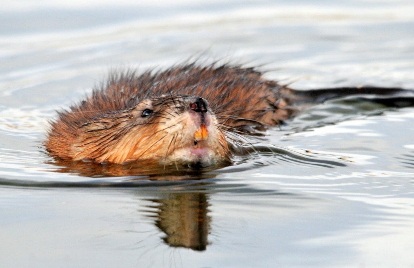 Folk Tales | Iktomi and the muskrat