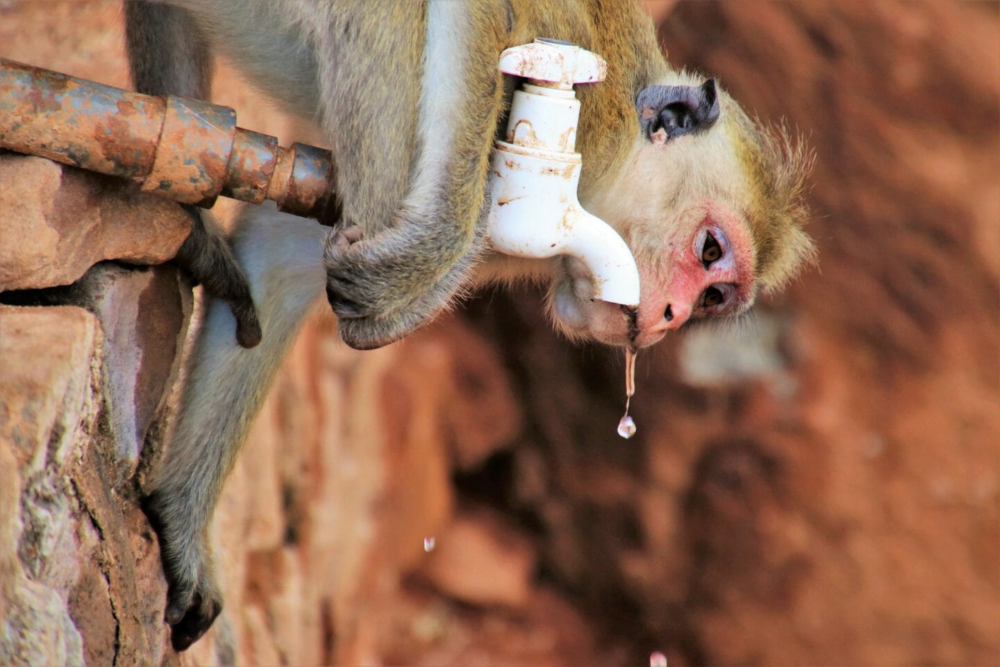 Folk Tale | How the Monkey Got a Drink When He Was Thirsty
