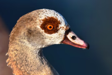 Nursery Rhymes | Goosey, goosey, gander